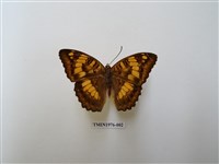 藏品(甲仙翠蛺蝶)的圖片